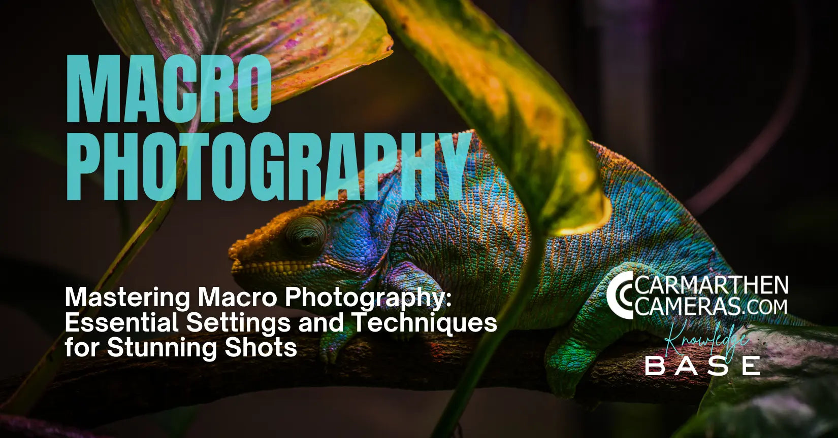 Mastering Macro Photography: Essential Settings and Techniques for Capturing Stunning Close-Ups