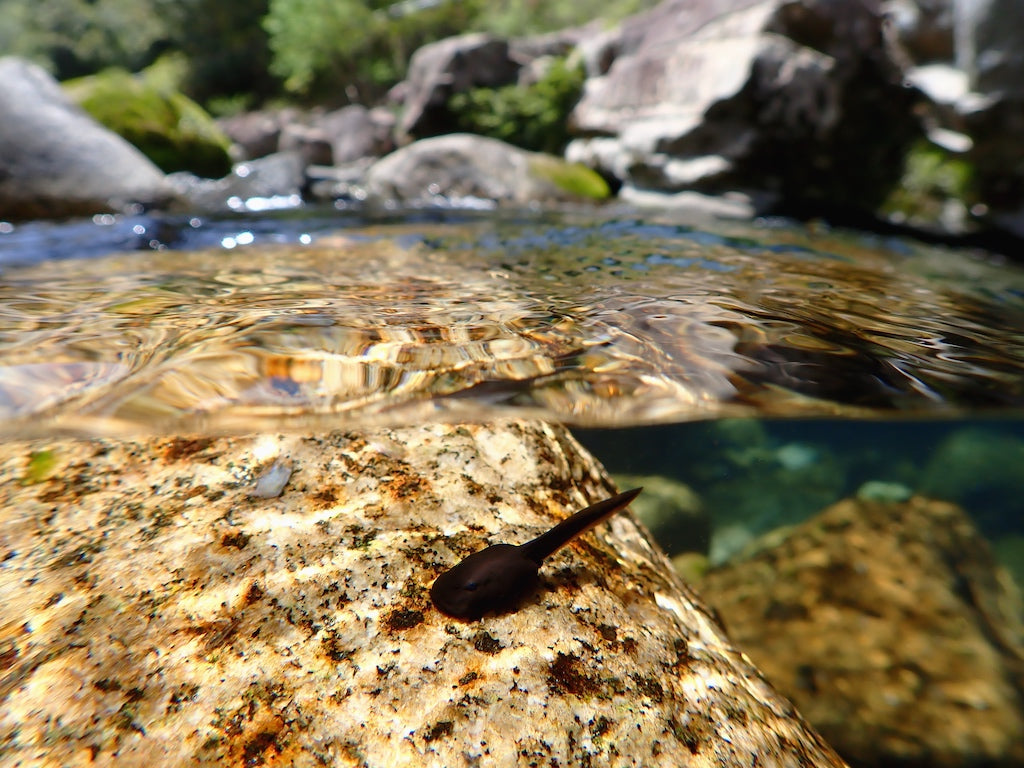 OM System TG-7 Tough Digital Camera - Red with Olympus PT-059 Underwater Housing