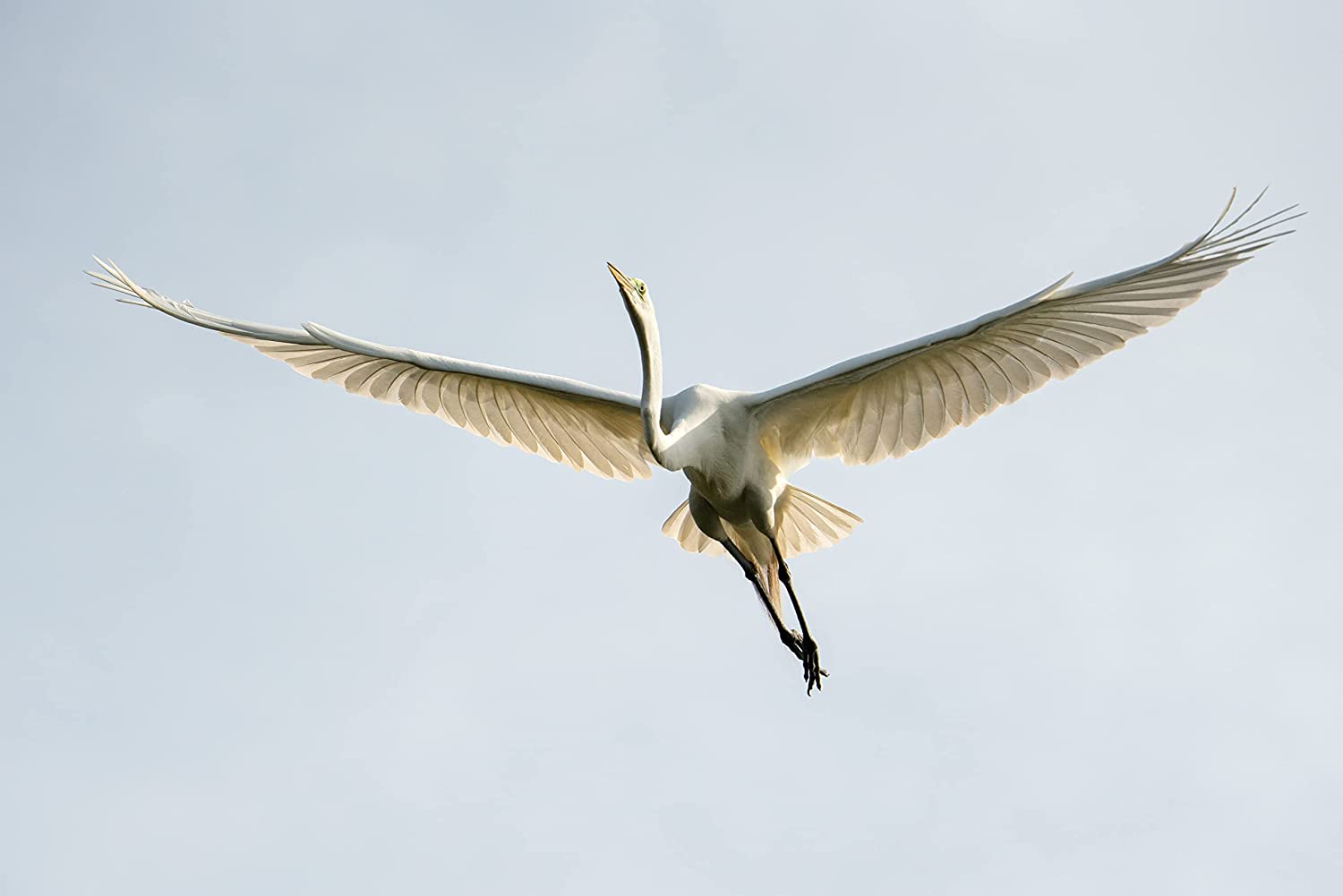 Clearance Tamron 50-400mm F4.5-6.3 Di III VXD for Sony FE Lens