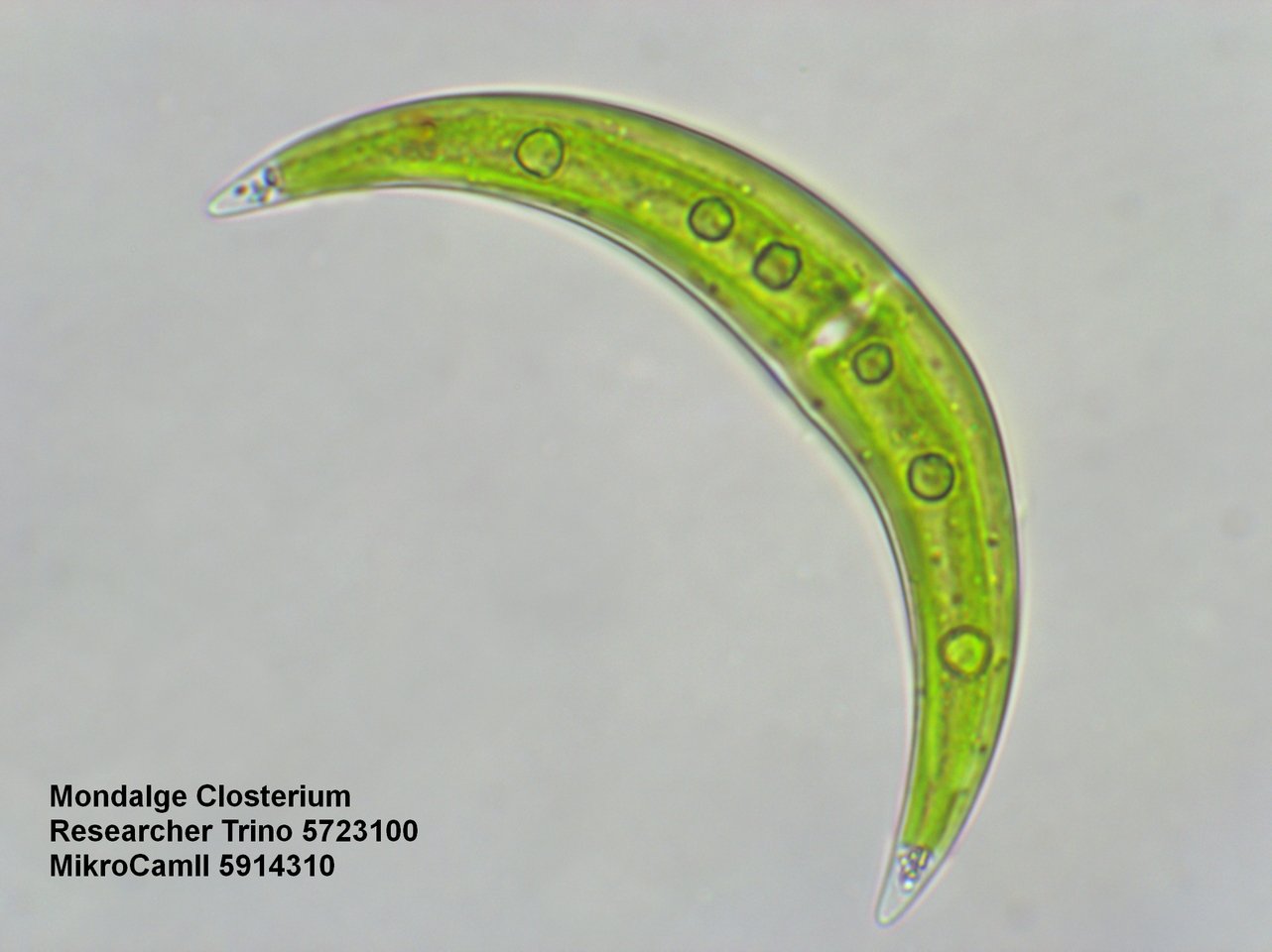 Bresser Researcher Trino 40-1000x Microscope