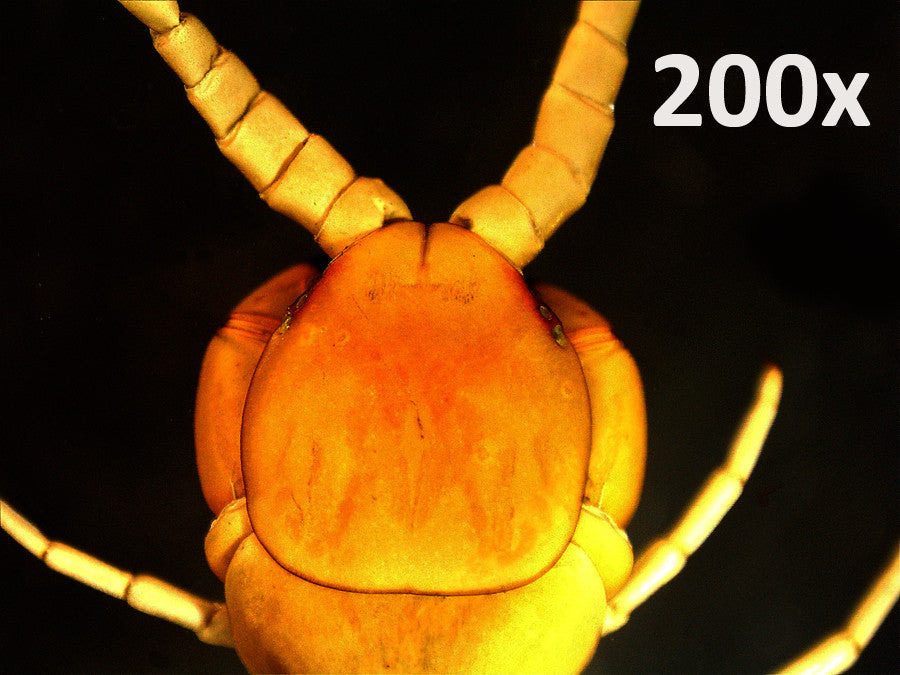 Celestron Handheld Digital Microscope Pro - Grey