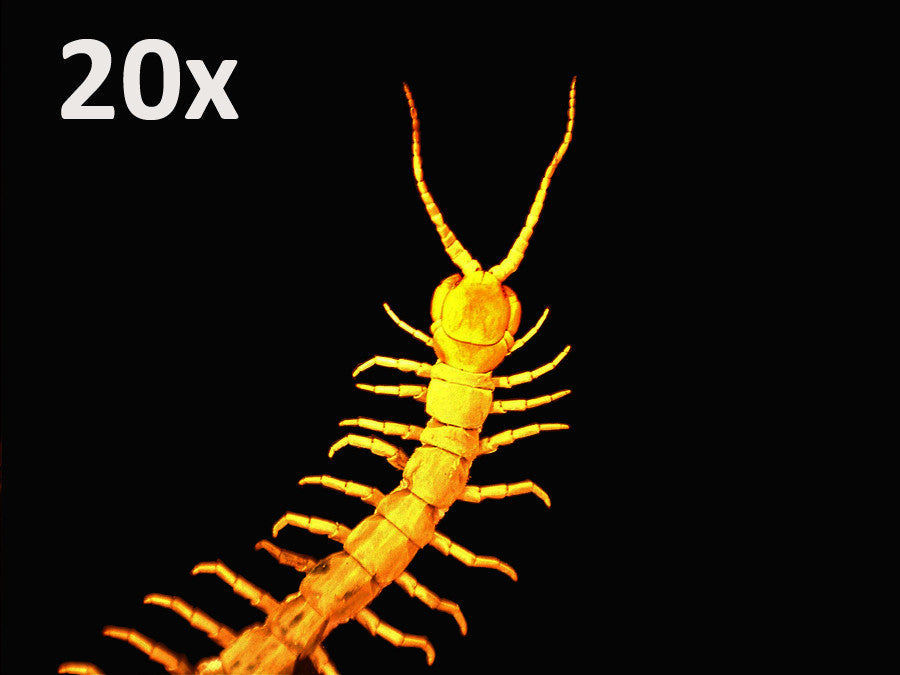 Celestron Handheld Digital Microscope Pro - Grey