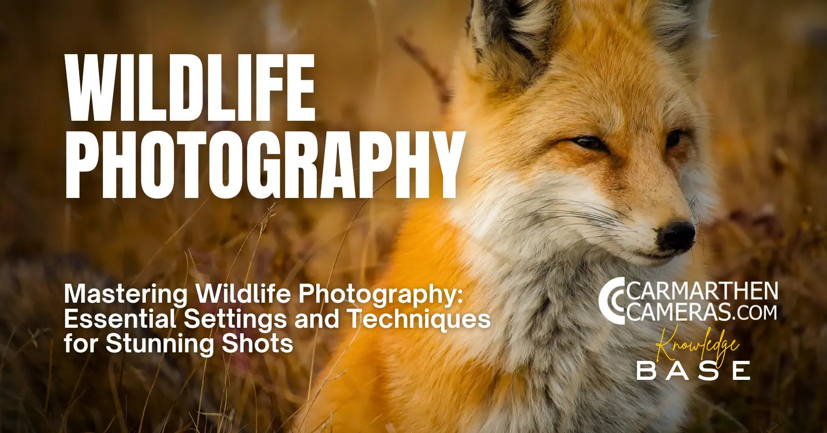 Mastering Wildlife Photography: Essential Settings and Techniques for Capturing Animals in the Wild