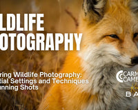 Mastering Wildlife Photography: Essential Settings and Techniques for Capturing Animals in the Wild