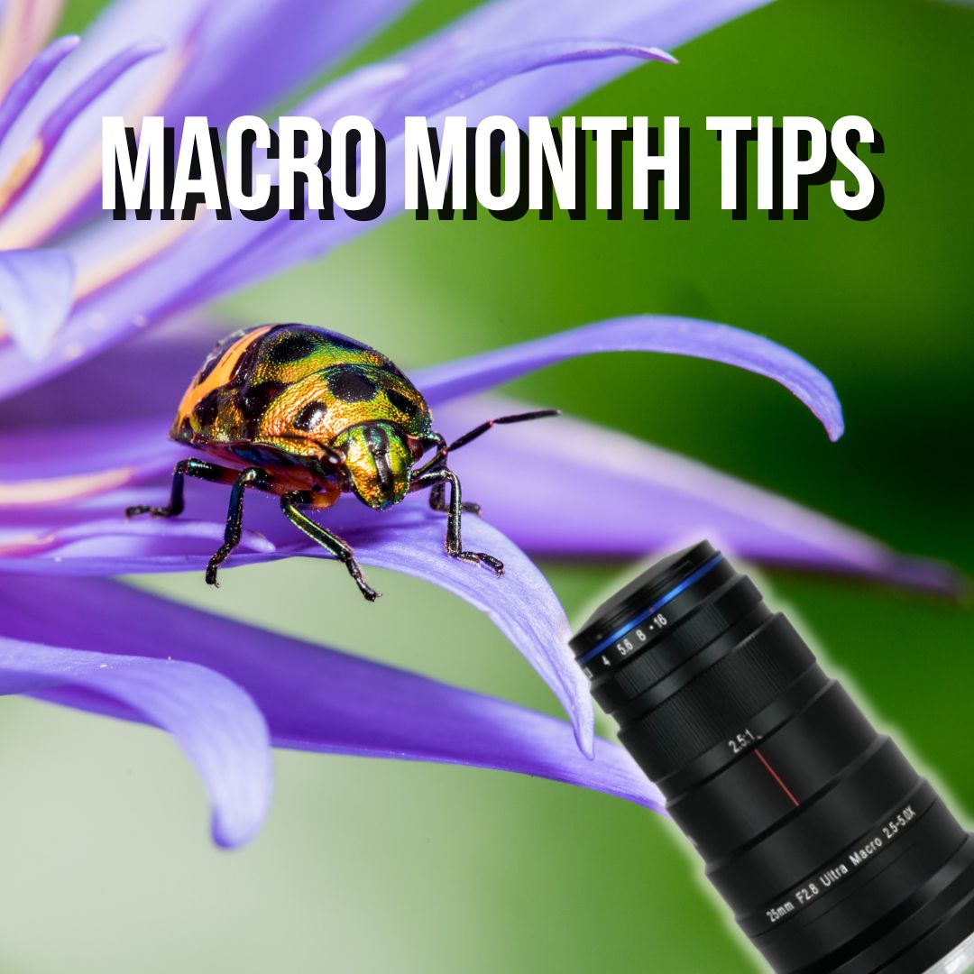 Macro Month Is Here - Check Out These Macro Photography Tips.