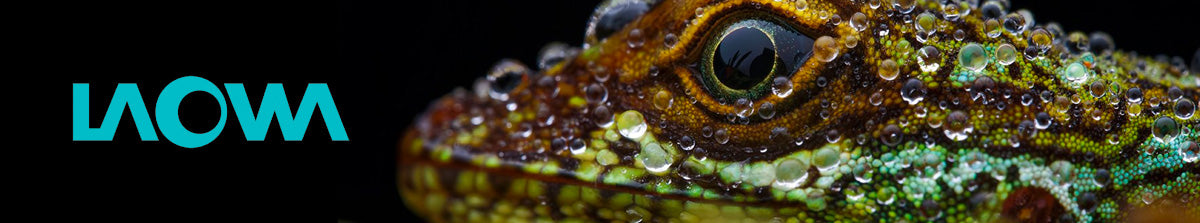 Laowa camera lenses collection image - Macro shot of a cool lizard with water droplets on his back whilst staring at the Laowa logo