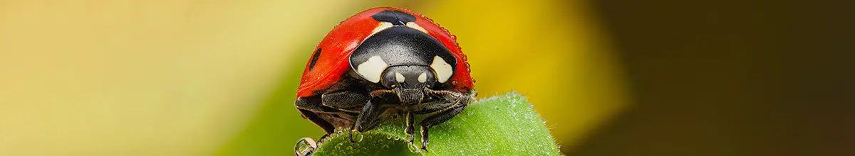 OM System - September Macro Promo 2025